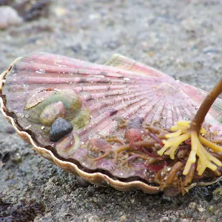 Ibis Bayeux En Bessin מלון 3*