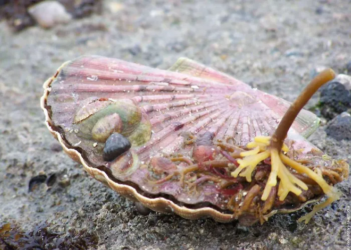 Ibis Bayeux En Bessin Otel 3*